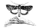 Palmer worm (Plusia gamma), caterpillar and moth (the Gamma moth), Heb. GaZaM (Amos 4.9). The caterpillar is a voracious eater.